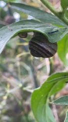 Helicoidea