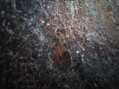 Gloiocephala
