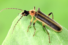 Podabrus appendiculatus