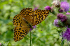 Argynnis paphia