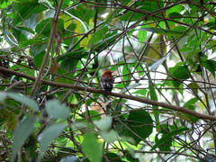 Machaeropterus deliciosus