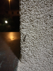 Crematogaster scutellaris
