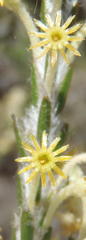 Struthiola fasciata