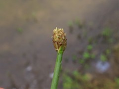 Eleocharis engelmannii
