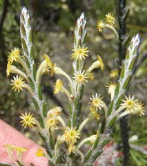 Struthiola fasciata