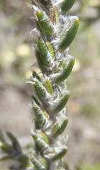 Struthiola fasciata