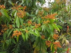 Miconia longifolia