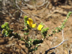 Aspalathus cymbiformis