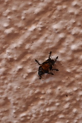 Aeneolamia albofasciata