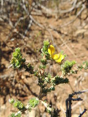 Aspalathus cymbiformis