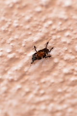 Aeneolamia albofasciata