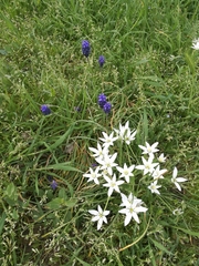 Ornithogalum umbellatum