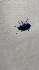 Chrysomelidae