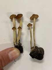 Agrocybe arvalis