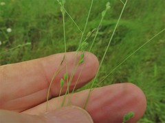 Kellochloa brachyantha