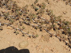 Lampranthus sociorum