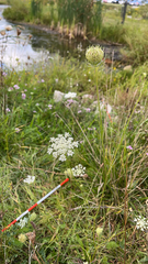 Scabiosa ochroleuca