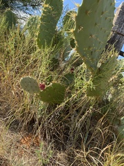 Opuntia dulcis