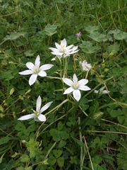 Ornithogalum umbellatum