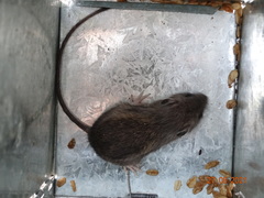 Heteromys irroratus
