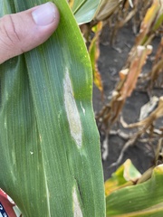 Exserohilum turcicum