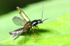 Oestodes tenuicollis