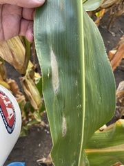 Exserohilum turcicum