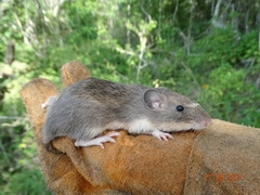 Heteromys irroratus