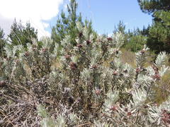 Leucospermum parile