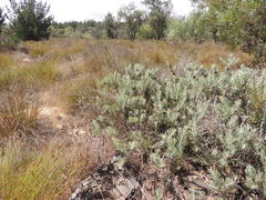 Leucospermum parile