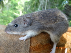 Heteromys irroratus