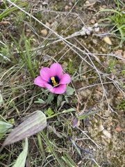 Moraea versicolor