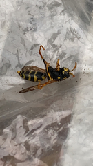 Polistes dominula