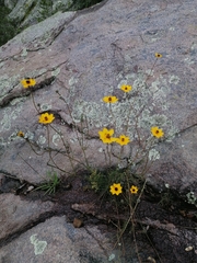 Bidens angustissima