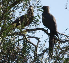 Corythaixoides concolor bechuanae