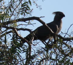 Corythaixoides concolor bechuanae