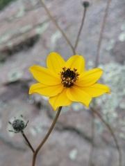 Bidens angustissima