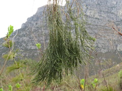 Psoralea fleta