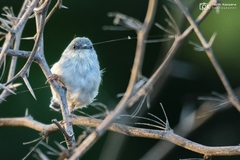 Prinia hodgsonii