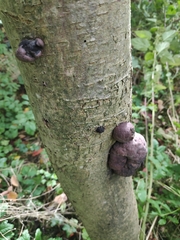 Daldinia concentrica