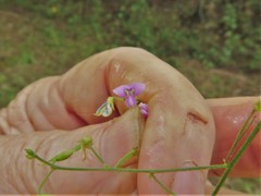Desmodium tenuifolium