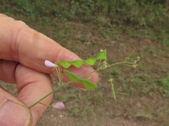 Desmodium tenuifolium