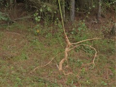 Desmodium tenuifolium