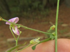 Desmodium tenuifolium