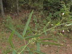 Desmodium tenuifolium