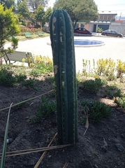 Trichocereus macrogonus
