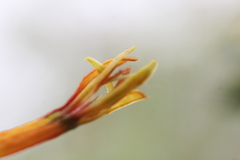 Dendrophthoe gamblei