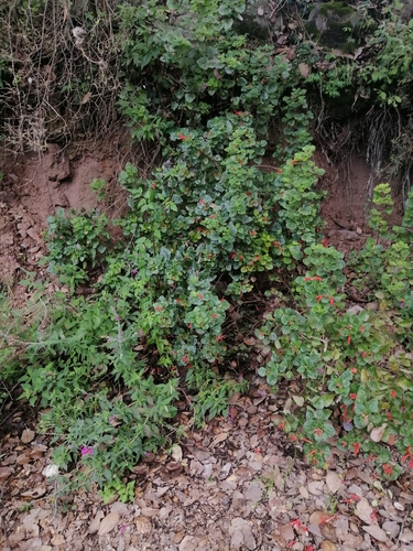 Image of Salvia regla by (c) Erick Vélez Sánchez, some rights reserved (CC BY)