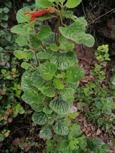 Image of Salvia regla by (c) Erick Vélez Sánchez, some rights reserved (CC BY)