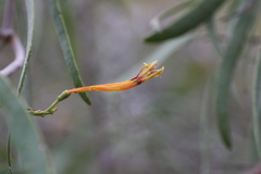 Dendrophthoe gamblei